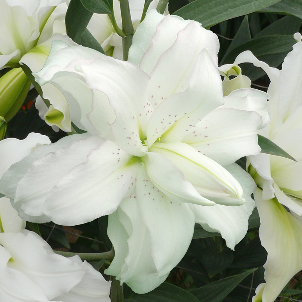Lilium Oriental 'Lotus Beauty'